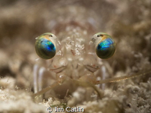 'Velvet Eyes' - eyes of a Velvet shrimp, a nocturnal spec... by Jim Catlin 